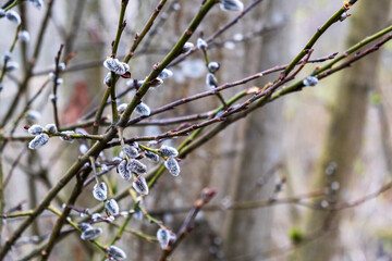Young twigs of flowering willow in the spring in the forest. Selective focus.