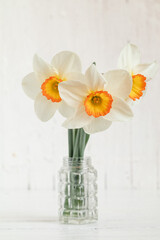 White daffodil or narcissus tazetta in a vase on a white wooden background.