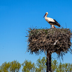 Fototapeta premium Animal bird called the white stork nesting in the village of Niedzwiadna in Masovia, Poland.
