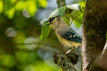 Spring juvenile blue jay with beak open on a tree branch