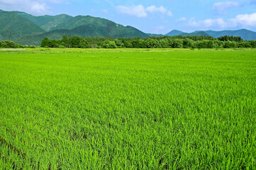 里山の爽やかな田んぼの風景