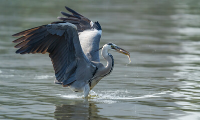 Gray heron,Wildlife in natural habitat
