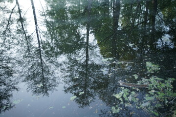 Spiegelungen von B&auml;umen in einer stillen Wasseroberfl&auml;che