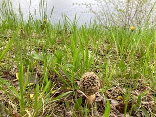 wild morel mushroom growing in spring