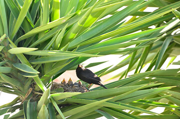 Mirlo dando de comer a sus crias en el nido