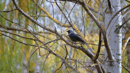 Jackdaw sitting on a birch branch among yellow autumn or spring leaves