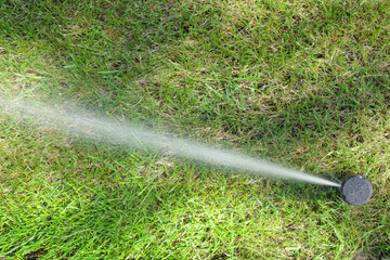 Fototapeta premium Garden irrigation system lawn. Automatic lawn sprinkler watering green grass. Selective focus.