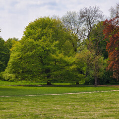 Fototapeta na wymiar Hundewiese, Wiese mit Baum, im Park Palmengarten, Leipzig, Deutschland