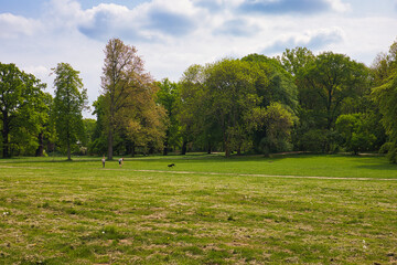 Hundewiese, Wiese mit Baum, im Park Palmengarten, Leipzig, Deutschland