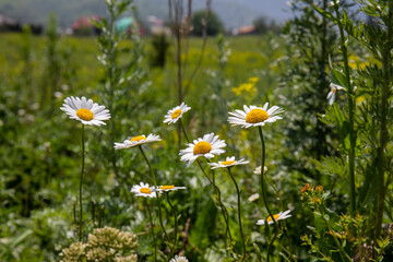 daisies in a field