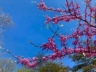 redbud blossoms in spring