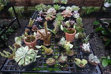 Various types of ornamental plants in the garden