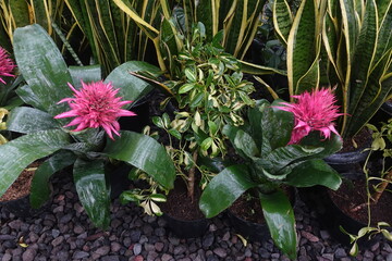 Various types of ornamental plants in the garden