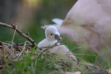 Bébés cygnes tuberculés (Cygnus olor) âgés de quelques jours mangeant des brindilles - Bas Rhin -France