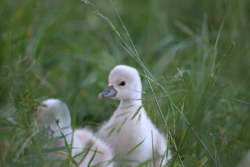 Bébés cygnes tuberculés (Cygnus olor) âgés de quelques jours marchant dans l'herbe en direction de l'eau - Bas Rhin -France
