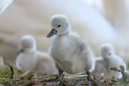B&eacute;b&eacute;s cygnes tubercul&eacute;s (Cygnus olor) &acirc;g&eacute;s de quelques jours - Bas Rhin -France