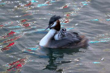 Oisillons grèbe huppé (Podiceps cristatus) âgés de quelque jours sur le dos de leur parent -...