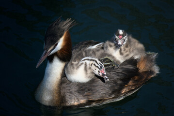 Oisillons grèbe huppé (Podiceps cristatus) âgés de quelque jours sur le dos de leur parent -...