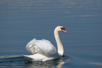 Fototapeta premium Cygne tuberculé (Cygnus olor) nageant dans un plan d'eau de la ville de Strasbourg - Bas Rhin - France