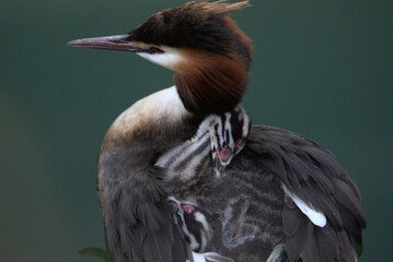Oisillons grèbe huppé (Podiceps cristatus) âgés de quelque jours sur le dos de leur parent -...