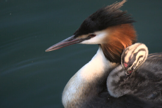 Oisillon gr&egrave;be hupp&eacute; (Podiceps cristatus) &acirc;g&eacute; de quelque jours sur le dos de son parent - Bas Rhin - France