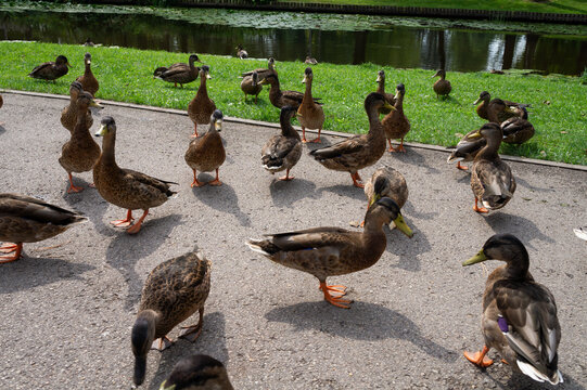 Closeup shotA of ducks near a pond in the park