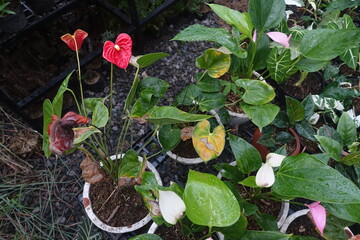 Various types of ornamental plants in the garden