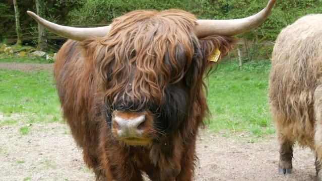 Big hairy brown bull grazes on a green meadow and looks into the camera chewing