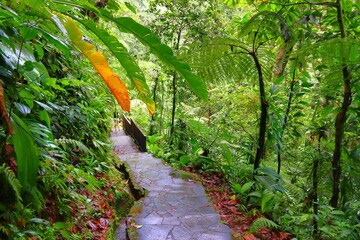Rainforest hiking trail in Guadeloupe