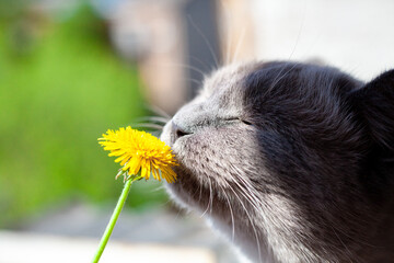 Cat sniffing yellow dandelion close up. Portrait of gray cat sniffing flower in macro. Selective...