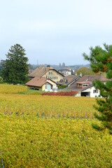 Naklejka na ściany i meble The vineyards in autumn in Switzerland. A landscape view from Vinzel.