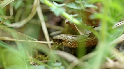 Blindschleiche (Anguis fragilis)