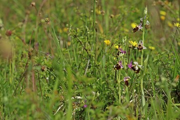 Hummel-Ragwurz (Ophrys holoserica)