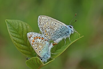 Paarung des Hauhechel-Bläulings (Polyommatus icarus).