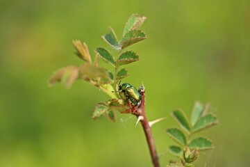 Seidiger Fallkäfer (Cryptocephalus sericeus) auf Rosenzweig
