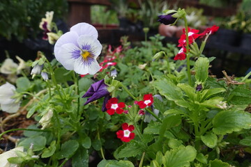 Various types of ornamental plants in the garden