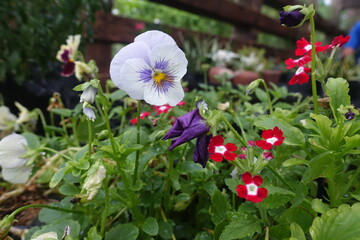 Various types of ornamental plants in the garden