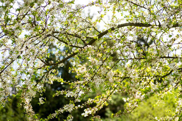 Spring, blooming fruit trees, flowers, mirabelle plum trees