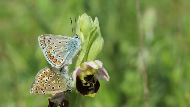 Paarung des Hauhechel-Bl&auml;ulings (Polyommatus icarus) auf Hummel-Ragwurz (Ophrys holoserica)