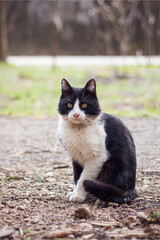 A wild black cat wandering in a nature park.