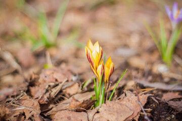 a group of the first spring flowers in the forest, wide-open flower beads on a brown ground without grass, saffron crocuses growing on the ground on an early spring sunny day