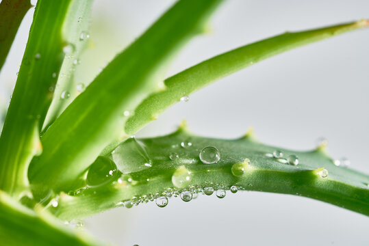 Aloe plant with drops on prickly leaves