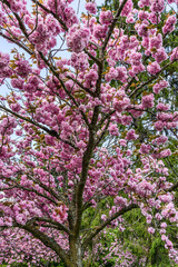 Park Bursting Blossoms 3
