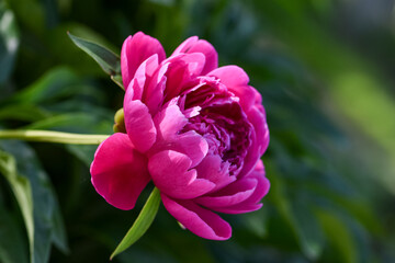 Fototapeta premium Blooming peony, a beautiful pink flower in the spring garden