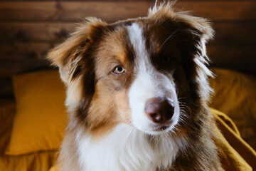 Animals behave like people concept. Hotel and rest with a pet. Young Australian Shepherd in bed. Cute puppy aussie woke up in the morning on yellow bedding at home. Close-up portrait.