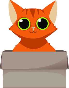 cute red cat with green eyes in box