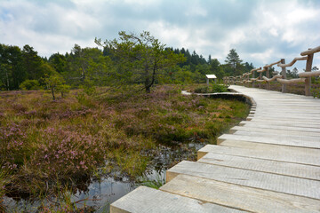 Wooden path  in the  moor, with bog eye and heather