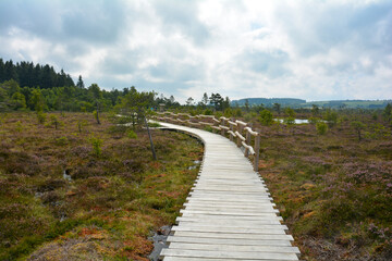 Fototapeta na wymiar Wooden footbridge in the bog, with a bog eye and heather