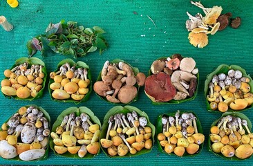 mushroom seller 