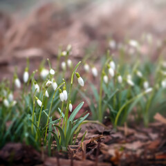 White primroses close-up on a blurred brown background with a sun glare. The first flowers grew in urban parks and forests after the passing of winter. A bunch of snowdrops grows on frozen soil